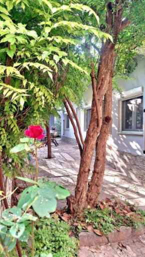 Despina's Yard